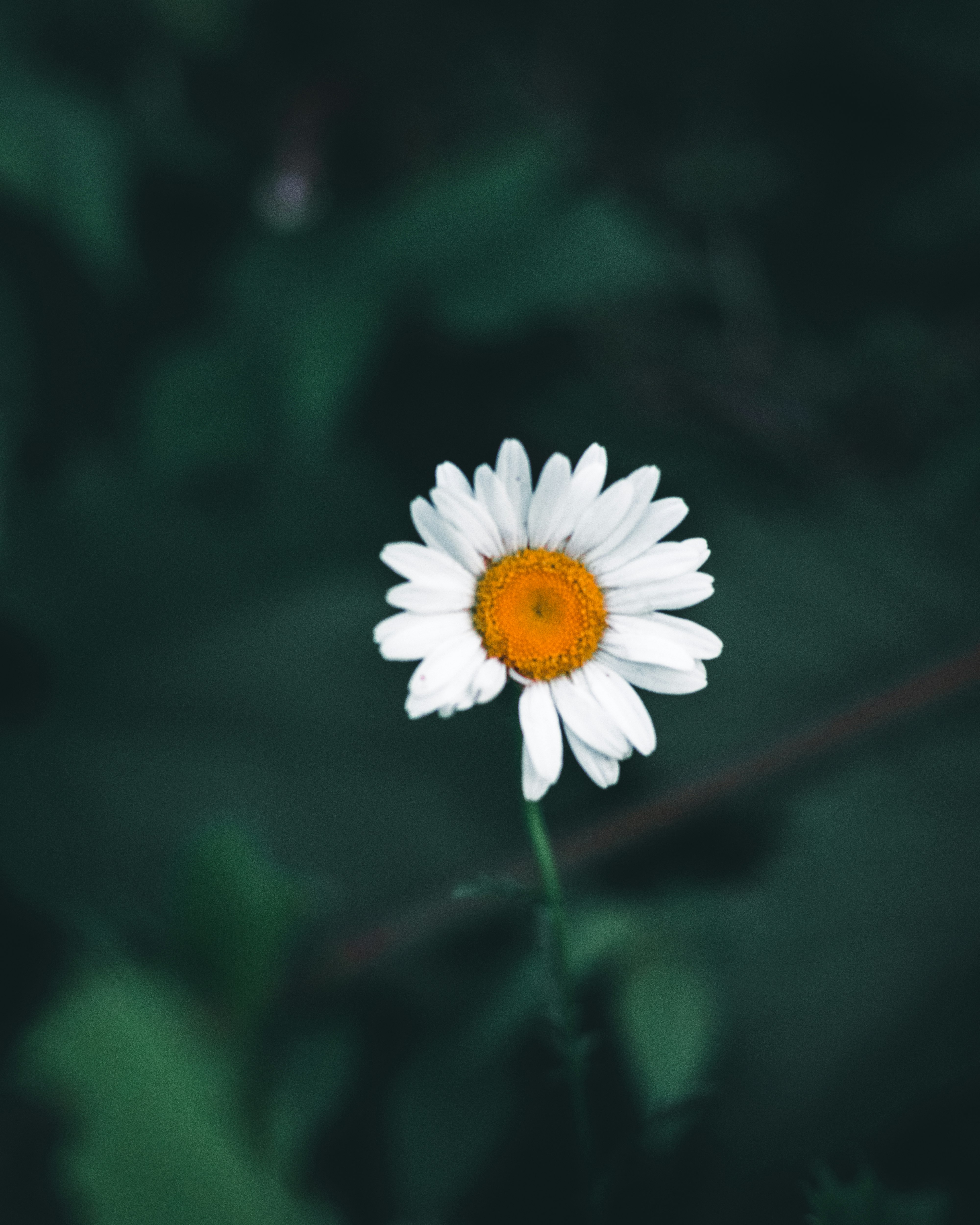 white and yellow daisy in bloom during daytime